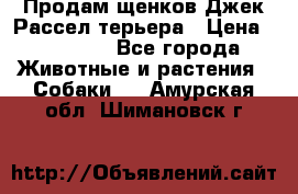 Продам щенков Джек Рассел терьера › Цена ­ 25 000 - Все города Животные и растения » Собаки   . Амурская обл.,Шимановск г.